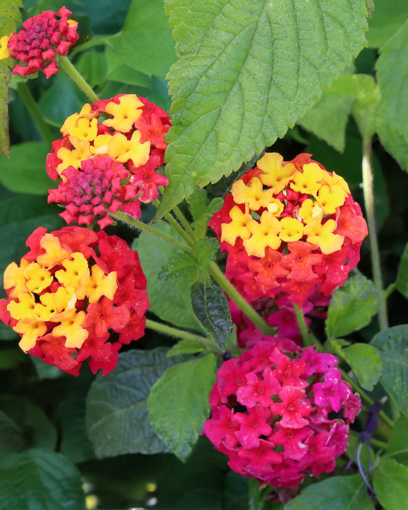New Annuals for 2026